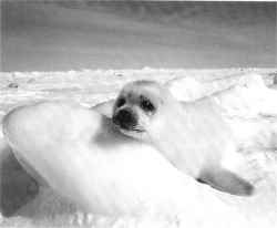 nuevo 03.jpg (4235 bytes)